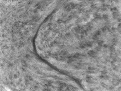 Filament nebo též protuberance promítnutá na sluneční disk ze dne 6. 6. 2014  ve 13:40:49 UT. Na snímku stojí za povšimnutí fibrily (vláknovité útvary v chromosféře), které se formují podél filamentu díky složitějšímu magnetickému poli.  