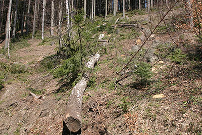 Drtivá většina dostupné dřevní hmoty pochází z našich lesů.